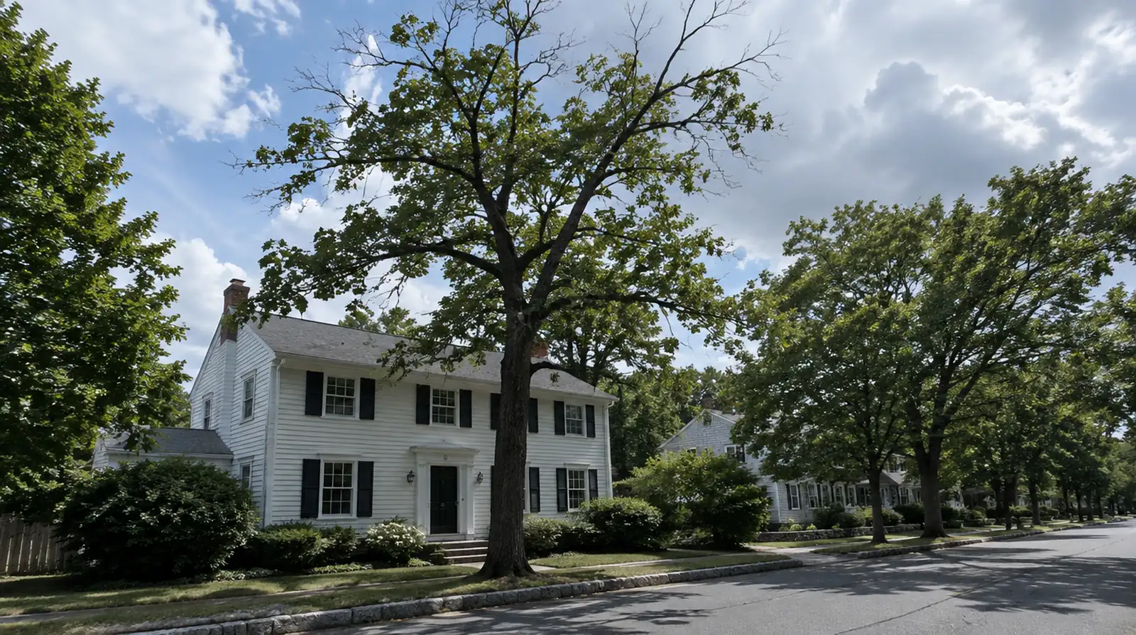 Thin, damaged oak canopy over a colonial house after caterpillar defoliation in Weymouth, MA